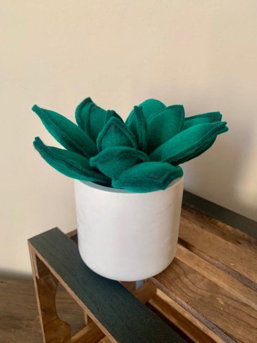 Pot de succulente 