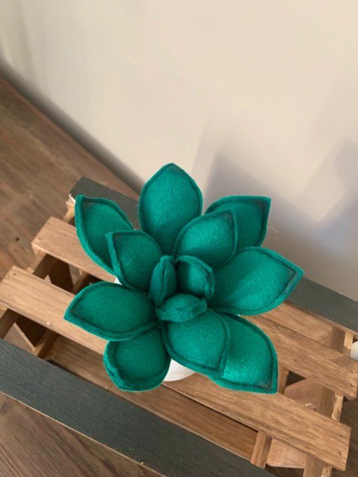 Pot de succulente 